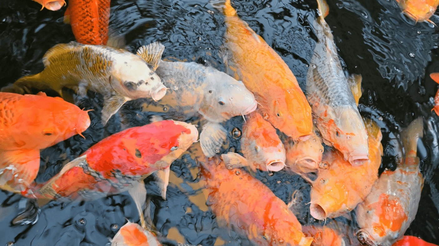 Premium Koi fish photography