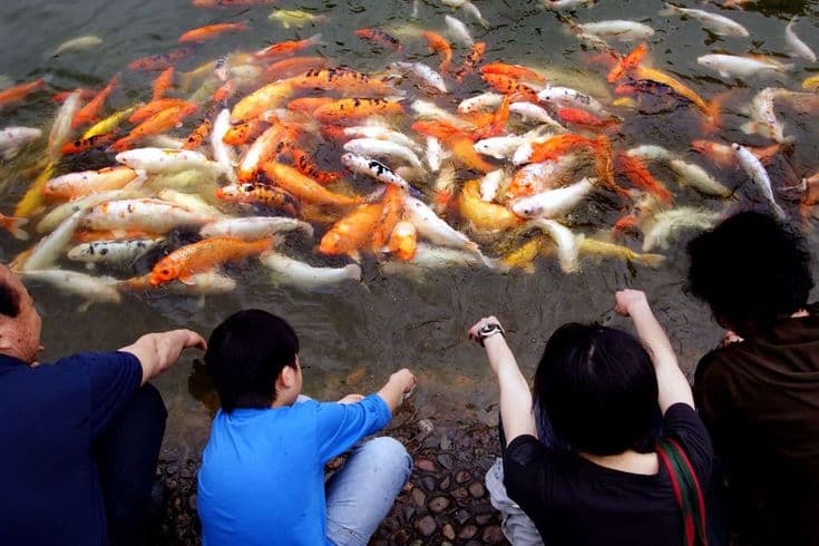 koi fish take care