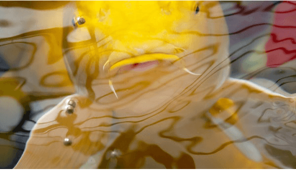 Premium Koi fish photography